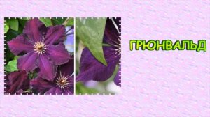 КЛЕМАТИСЫ 3 ГРУППЫ ОБРЕЗКИ