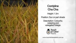 The Garden Gurus - Cordyline Cha Cha