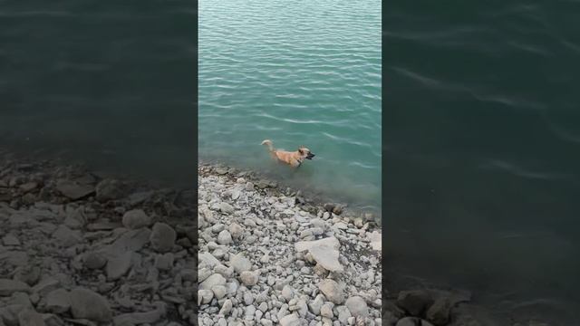 Почему собака сидит попой в воде #хаски #fifamobile #лето #крым2024 #fc24 #fcmobile