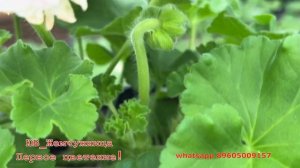 6. Сорт пеларгонии, который меня поразил! ЮВ_Жемчужница!