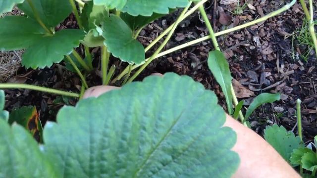 Осенняя посадка клубники в саду смотреть онлайн