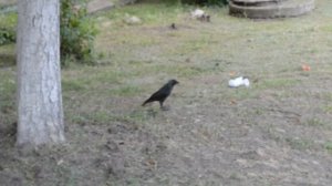 Галка Видео дляя детей