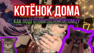 КОТЁНОК В ДОМЕ! Как подготовиться к новому питомцу.
Спасла бездомного, бедного кота.