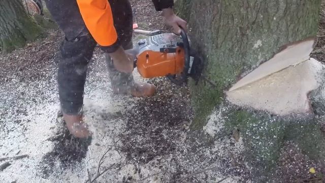 First Review Of Stihl MS 462 - 72cc Chainsaw смотреть онлайн