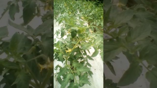 Агробор, особенная листовая подкормка, Са+В=развитие корня и цветение!