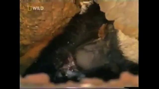 Царь зверей - медоед смотреть онлайн