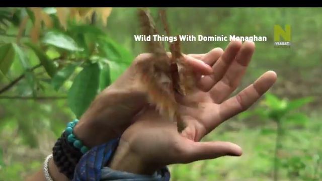 Дикие штучки с Домиником Монаганом - промо передачи на Viasat Nature смотреть онлайн