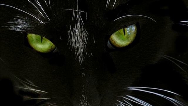 Чёрные коты.