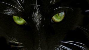 Чёрные коты.