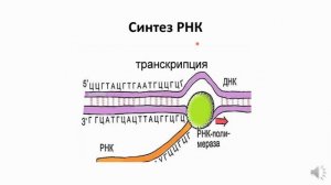 ПЛАСТИЧЕСКИЙ ОБМЕН БИОЛОГИЯ 9 КЛАСС