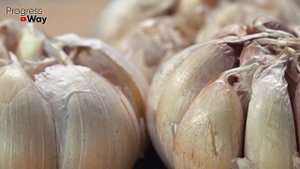 ЧЕСНОК НИКОГДА НЕ ВЫМЕРЗНЕТ ЗИМОЙ, если посадить его ТАК осенью!