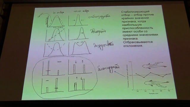 Марков А. В. - Теория эволюции - Тенденция к усложнению. Стабилизирующий отбор