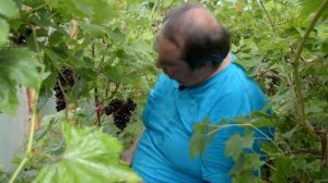 Виноград  в Ленинградской области 2015