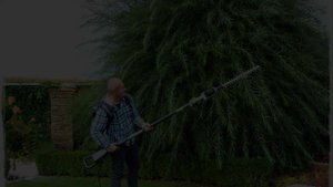 Ива в ландшафтном дизайне радует своей красотой и оригинальностью
