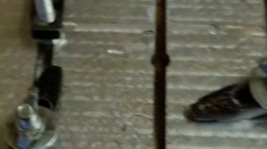 железное дерево