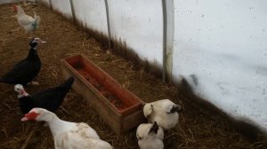 Расклев яиц. Как с этим бороться.