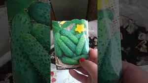 Огурцы в улитке. Супер быстрые всходы!!!)))