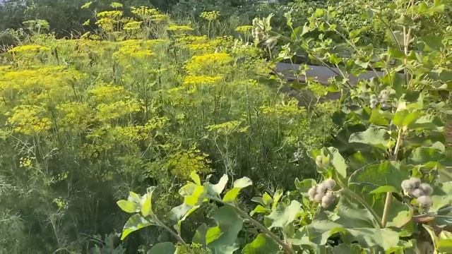 DIY?Это кашпо не боится ни дождя, ни солнца? ВЫГЛЯДИТ ДОРОГО а делается из ДЕШЁВОГО! смотреть онлайн