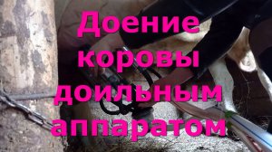 Доение коровы доильным аппаратом. Как подоить аппаратом корову. лето 2021г.