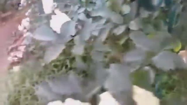 354.#4 октября 2021г?новый розарий?новые дуги для новых саженцев?обзор цветущих розочек???. смотреть онлайн