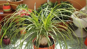 НОЛИНА  Растение прекрасное во всех отношениях!