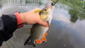 Голавль - речной разбойник! Fishup Pupa ловит голавля?