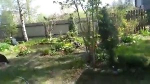 Ради этих моментов стоит трудиться на даче!В гости к нам прилетела дикая утка!