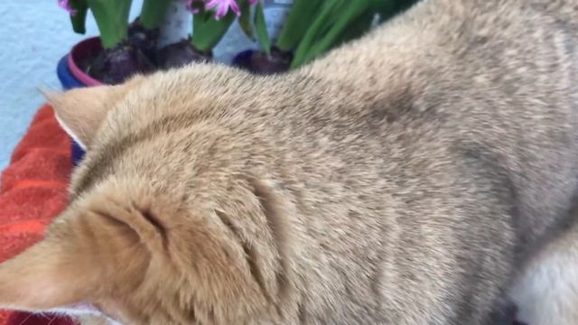???СЕМЬЯ ЗОЛОТЫХ КОШЕК ??☀️СОЛНЕЧНЫЕ ЗОЛОТЫЕ ШИНШИЛЛЫ???✨