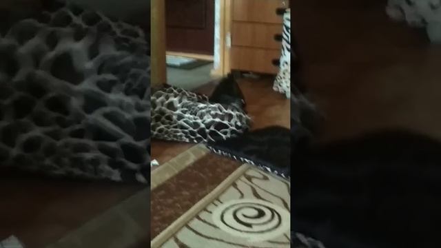 Французский бульдог смотреть онлайн