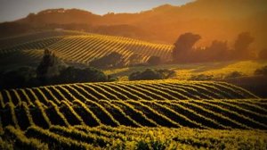 Изобильная виноградная лоза....