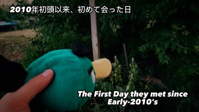 RWAP: Happy Hal Day with Bubbles | Angry Birds Plush смотреть онлайн