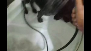 стричь или не стричь ... Русский Спаниель