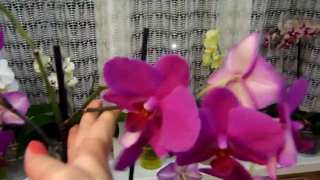 Что делать с орхидеями после цветения смотреть онлайн