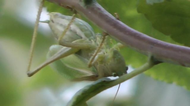 Кобылка (Stenobothrus) стрекотание \ Chirping of grasshoppers смотреть онлайн
