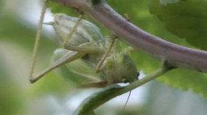 Кобылка (Stenobothrus) стрекотание \ Chirping of grasshoppers