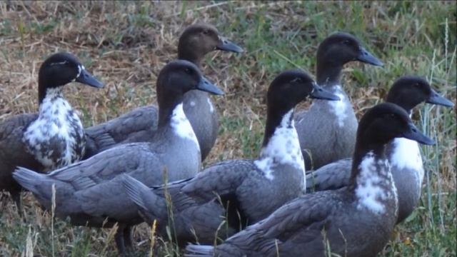 Разведение уток породы голубой фаворит | Птицеводство | Утка голубой фаворит смотреть онлайн