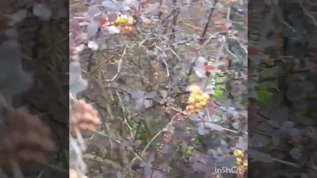 #Азалия#японская #azaliya#rododendra #flover .azaliya gūlunu neden qorxuram?👍🤔 смотреть онлайн