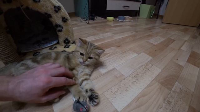 Золотая Британская Шиншилла. Мраморный окрас. Как завести британского кота.