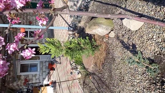 1 МАЯ ?????ЦВЕТЕНИЕ ДЕКОРАТИВНОЙ ЯБЛОНИ НЕДЗВЕЦКОГО????? смотреть онлайн