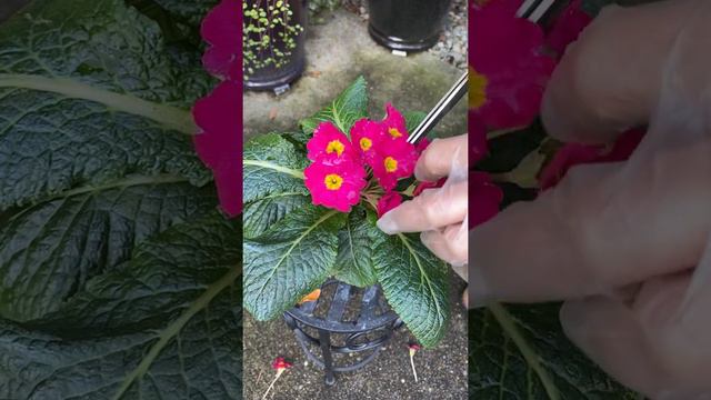 Primrose/Primula Deadhead - December 2 смотреть онлайн