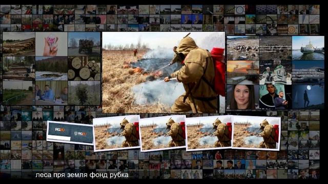 Утверждены правила компенсационного лесовосстановления