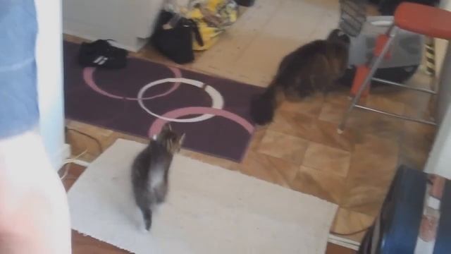 Kitten and a norwegian forest cat﻿ meets for the first time - 20 Aug 2011 смотреть онлайн