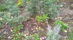 Пересадка Корне собственной Розы осенью.