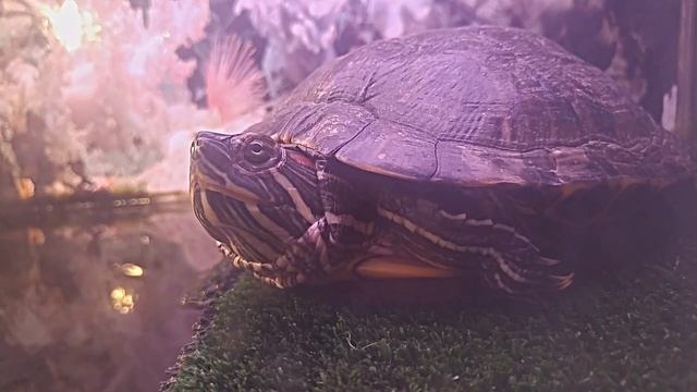 Вода в аквариуме для красноухих черепах | как научиться менять воду у своих красноушек