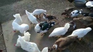 как определить пол индоутят