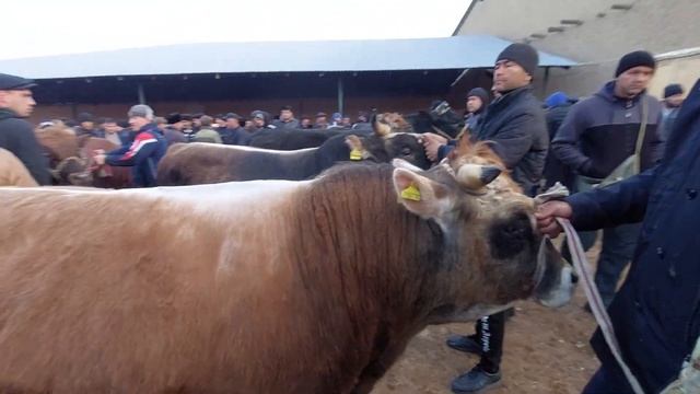 27 фев 22 г. КАТТА СЕМИЗ БУКАЛАР НАРХИ КАТТА КУРГОН БОЗОРИДА