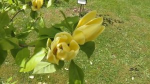 Magnolia × denudata 'Yellow River' šacholan obnažený