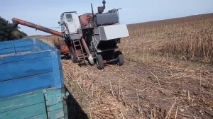 Прибавка к урожаю | Поздний посев | Гибрид Белла #СельхозТехникаТВ