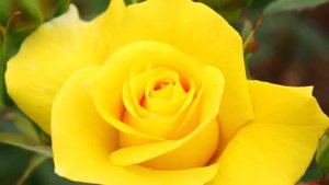 Красивая музыка и милые животные. Милота зашкаливает.