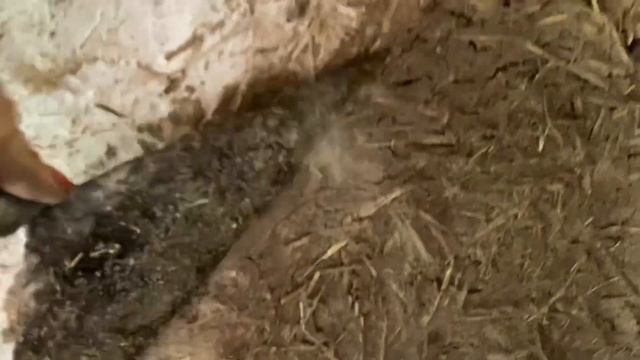 Ремонт курятника?там такое происходит//Ремонт стен в курятнике смотреть онлайн